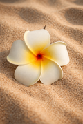Island Glow Plumeria